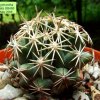 28 _Coryphantha _sulcata _SB486 _01